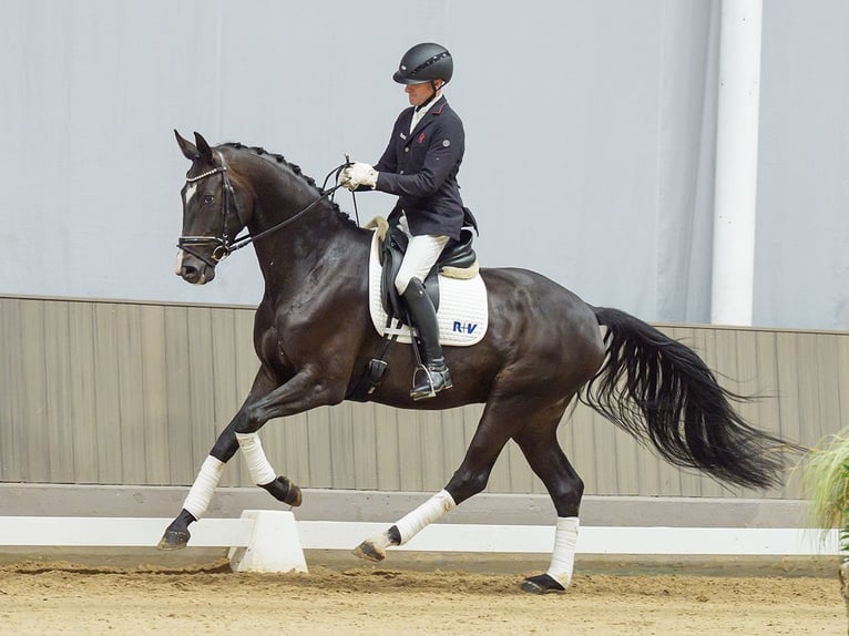Hannoveraner Wallach 4 Jahre 175 cm Rappe in Mnster-Handorf