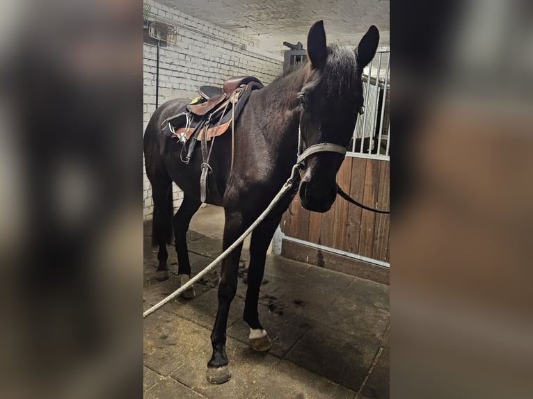 Hannoveraner Wallach 4 Jahre 175 cm Rappe in Warendorf