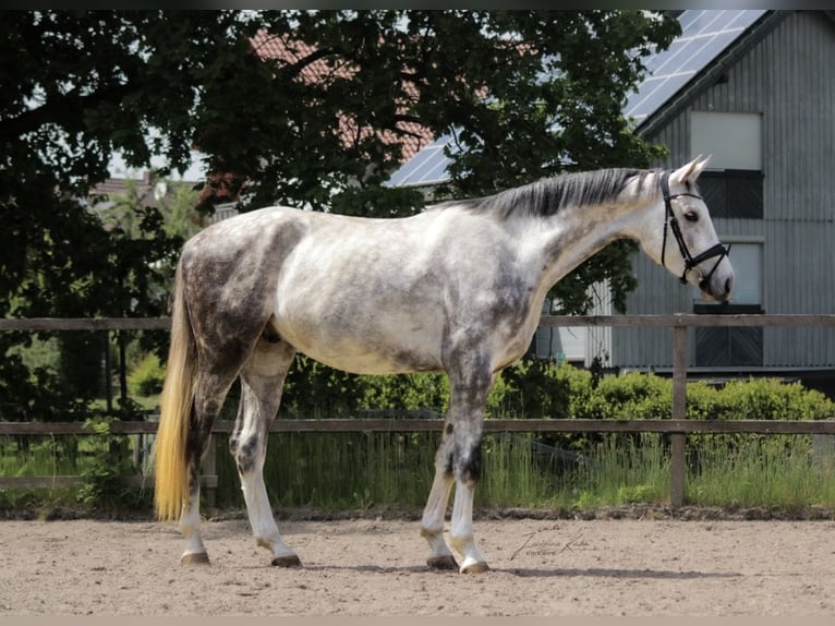 Hannoveraner Wallach 4 Jahre 175 cm Schimmel in Malsfeld