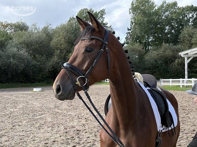 Hannoveraner Wallach 4 Jahre 176 cm Brauner in Verden (Aller)