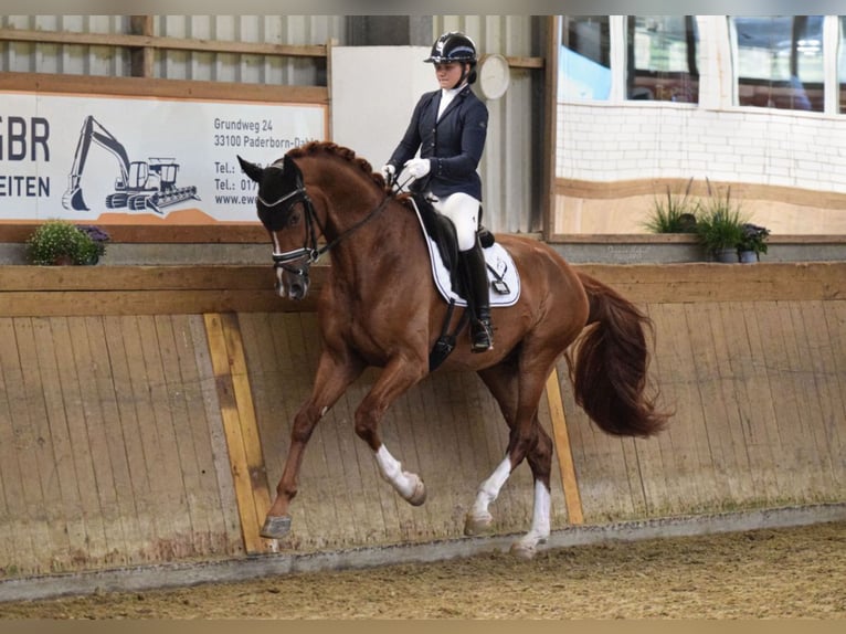 Hannoveraner Wallach 4 Jahre 176 cm Dunkelfuchs in Warendorf