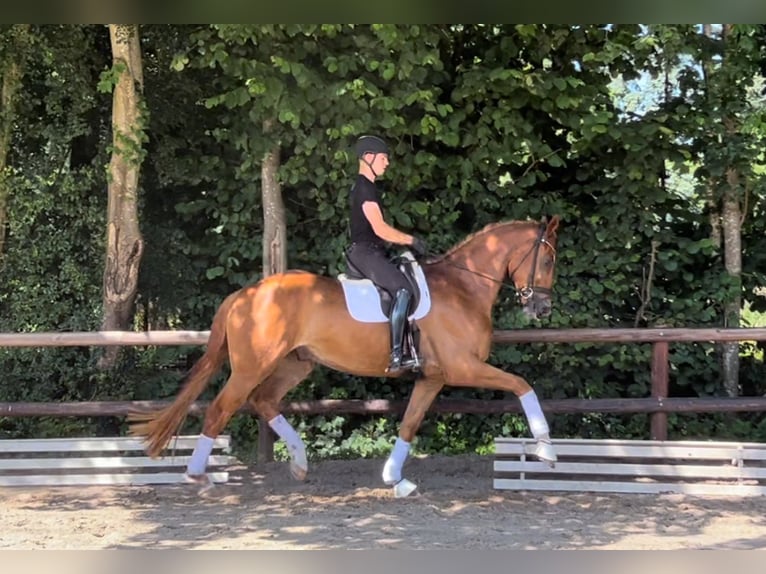 Hannoveraner Wallach 4 Jahre 176 cm Fuchs in Verden (Aller)