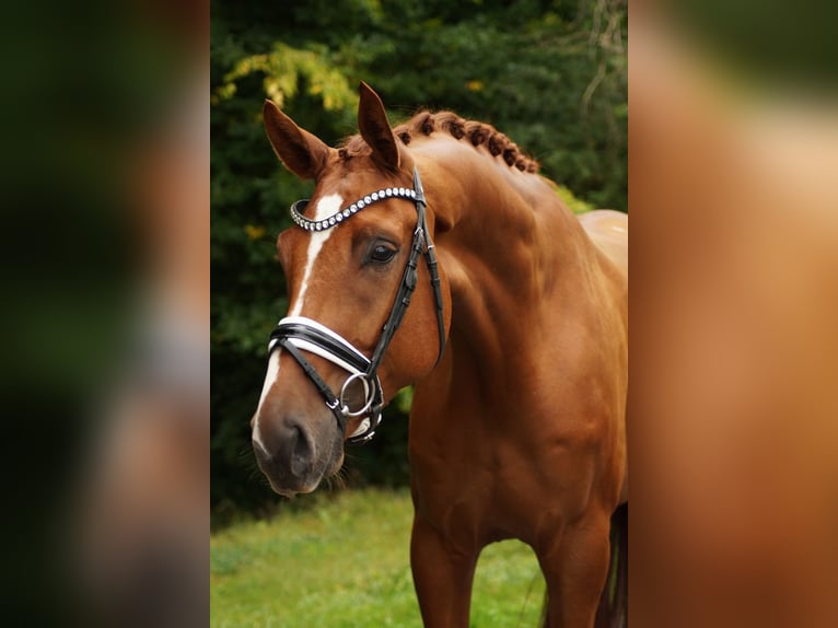 Hannoveraner Wallach 4 Jahre 176 cm Fuchs in Gleichen