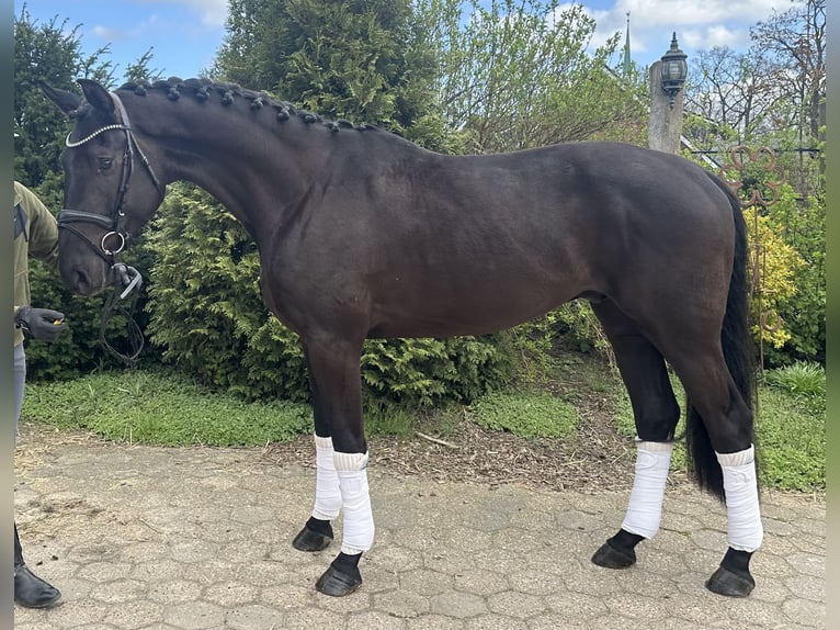 Hannoveraner Wallach 4 Jahre 176 cm Rappe in Bargstedt