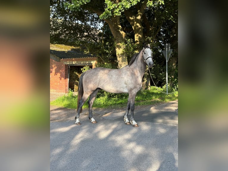 Hannoveraner Wallach 4 Jahre 176 cm Schimmel in Ihlow