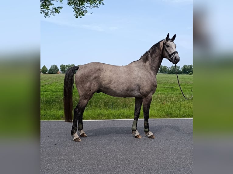 Hannoveraner Wallach 4 Jahre 176 cm Schimmel in Ihlow