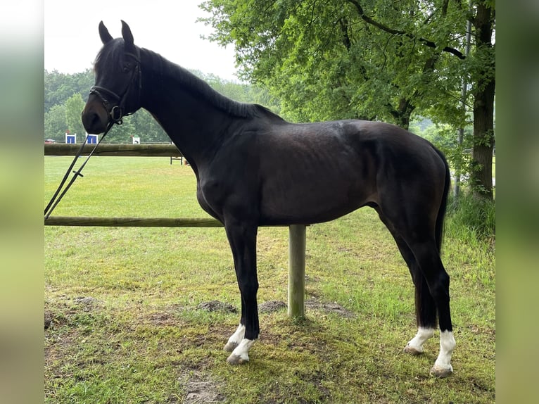 Hannoveraner Wallach 4 Jahre 176 cm Schwarzbrauner in Lahr/SchwarzwaldLahr