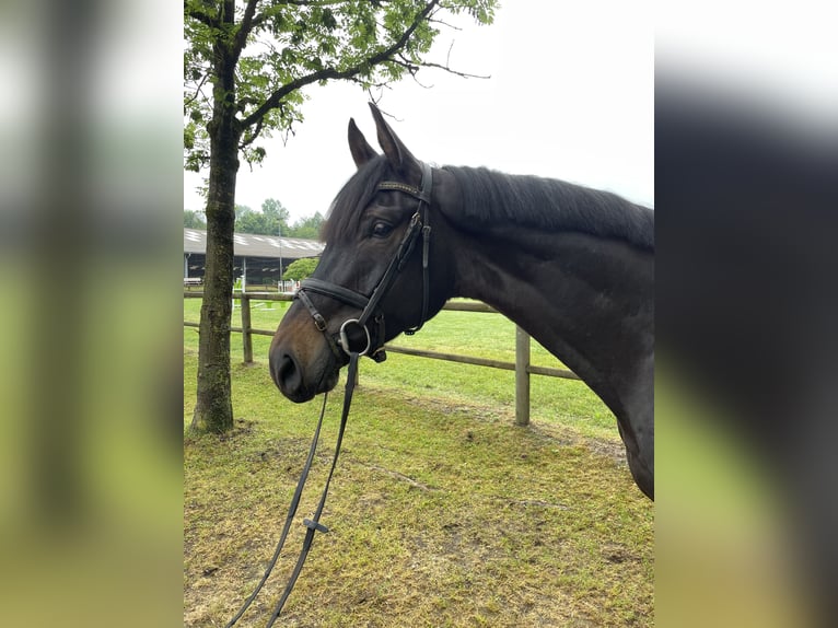 Hannoveraner Wallach 4 Jahre 176 cm Schwarzbrauner in Lahr/SchwarzwaldLahr