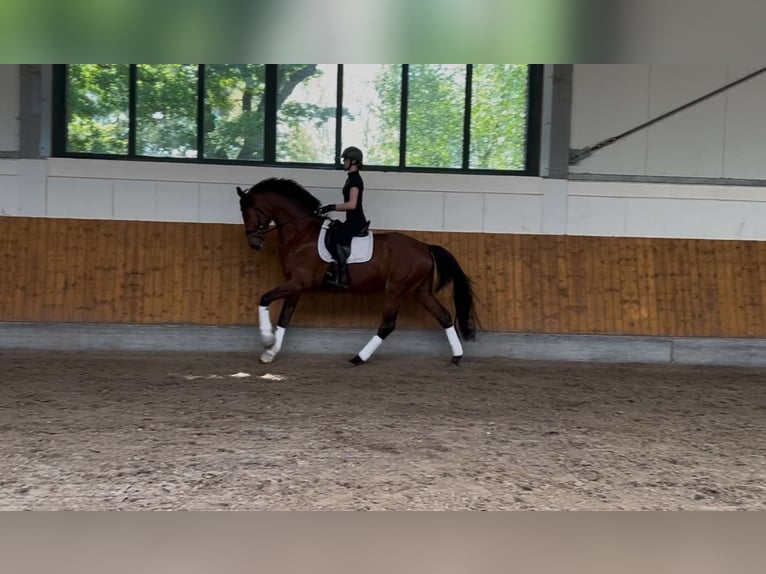 Hannoveraner Wallach 4 Jahre 177 cm Brauner in Essen (Oldenburg)