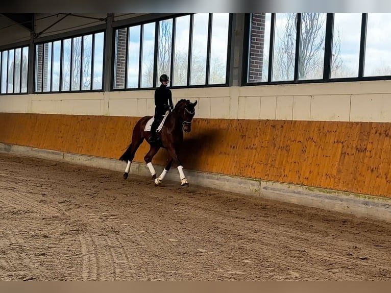 Hannoveraner Wallach 4 Jahre 177 cm Brauner in Essen (Oldenburg)