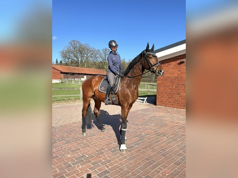 Hannoveraner Wallach 4 Jahre 177 cm Brauner in Essen (Oldenburg)