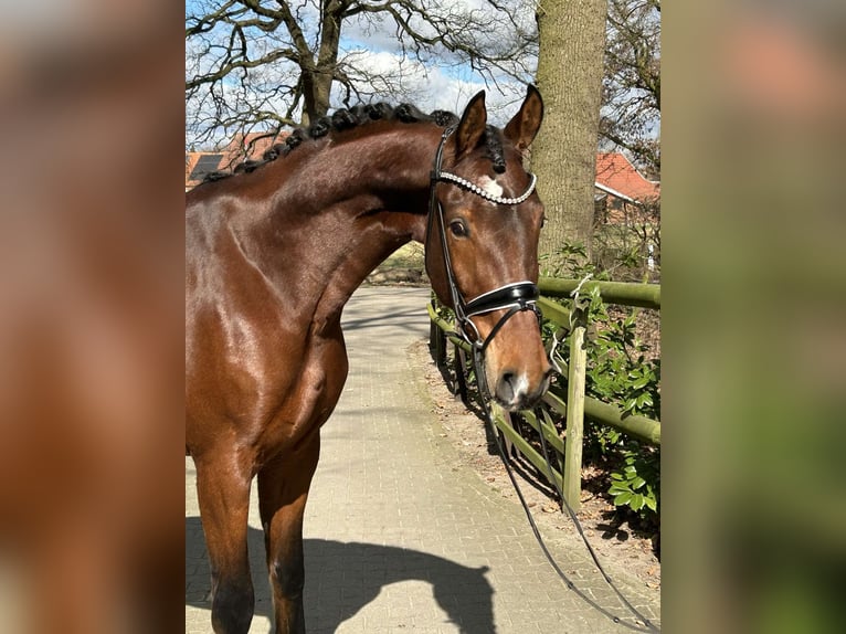 Hannoveraner Wallach 4 Jahre 177 cm Brauner in Essen (Oldenburg)