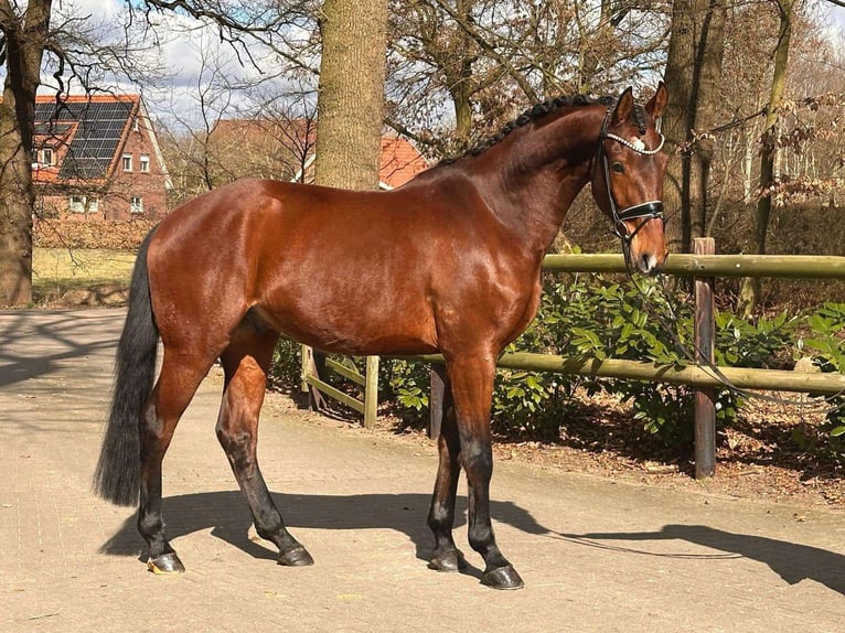 Hannoveraner Wallach 4 Jahre 177 cm Brauner in Essen (Oldenburg)