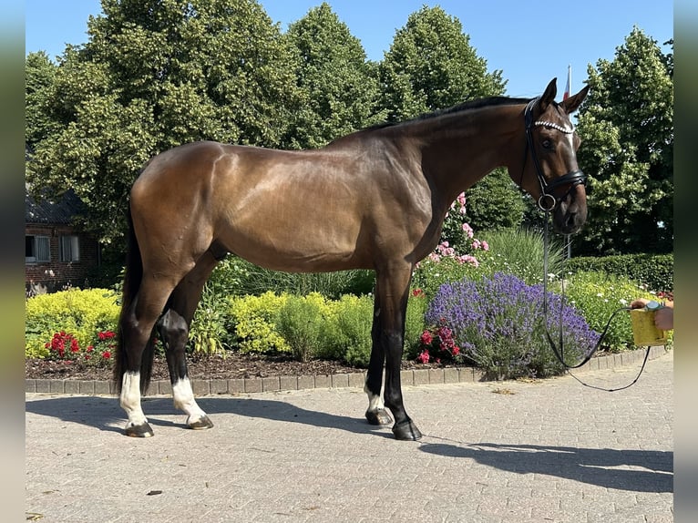 Hannoveraner Wallach 4 Jahre 177 cm Dunkelbrauner in Mohrkirch