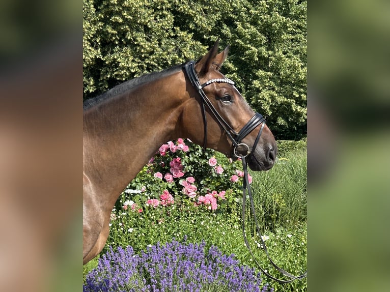 Hannoveraner Wallach 4 Jahre 177 cm Dunkelbrauner in Mohrkirch