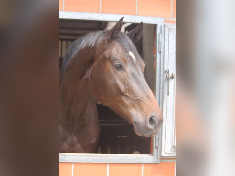 Hannoveraner Wallach 4 Jahre 177 cm Dunkelbrauner in Hepstedt