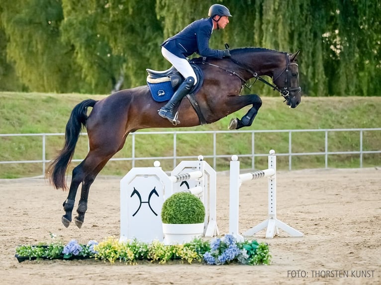 Hannoveraner Wallach 4 Jahre 177 cm Dunkelbrauner in Verden