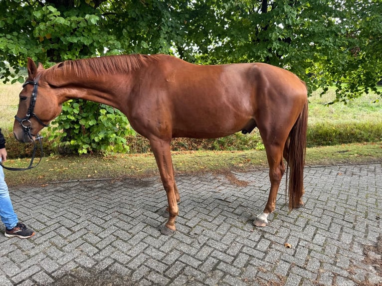 Hannoveraner Wallach 4 Jahre 177 cm Fuchs in Ihlow