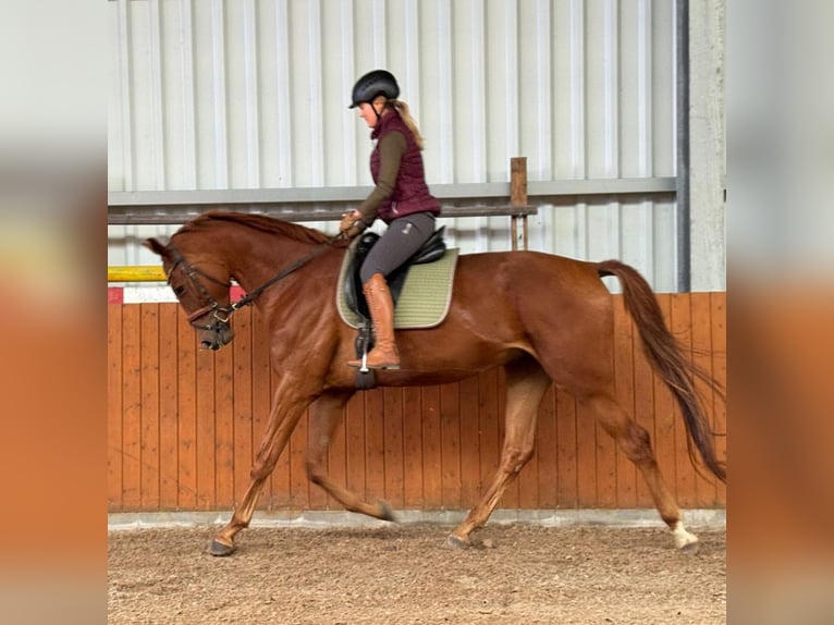 Hannoveraner Wallach 4 Jahre 177 cm Fuchs in Ihlow
