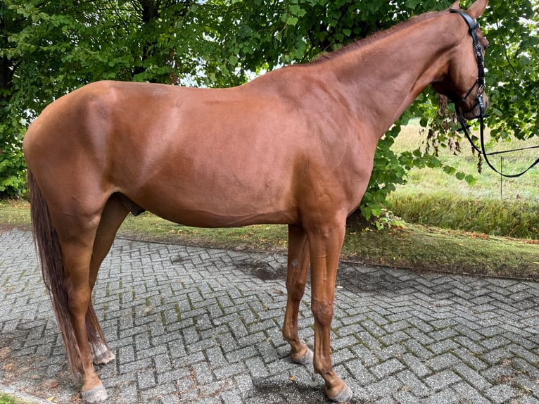 Hannoveraner Wallach 4 Jahre 177 cm Fuchs in Ihlow