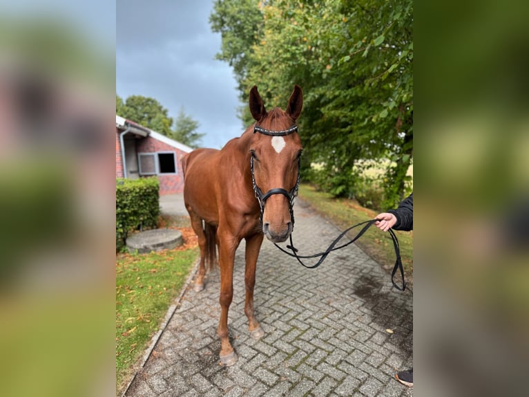 Hannoveraner Wallach 4 Jahre 177 cm Fuchs in Ihlow