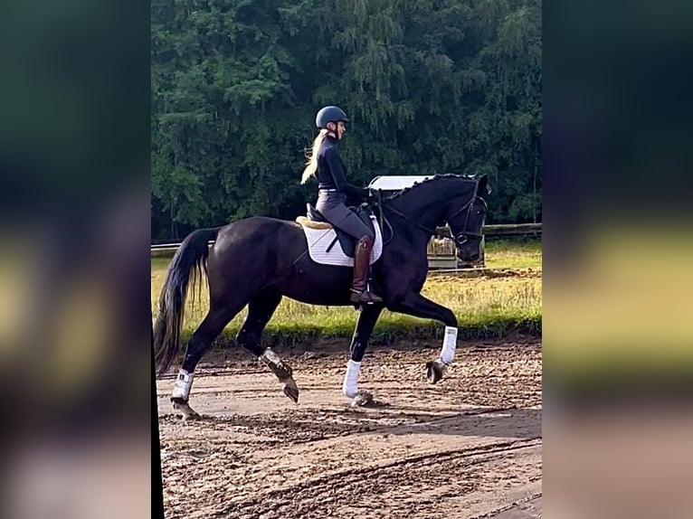 Hannoveraner Wallach 4 Jahre 177 cm Rappe in KirchlintelnKirchlinteln