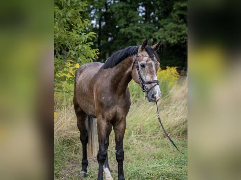 Hannoveraner Wallach 4 Jahre 177 cm Schimmel in Modautal