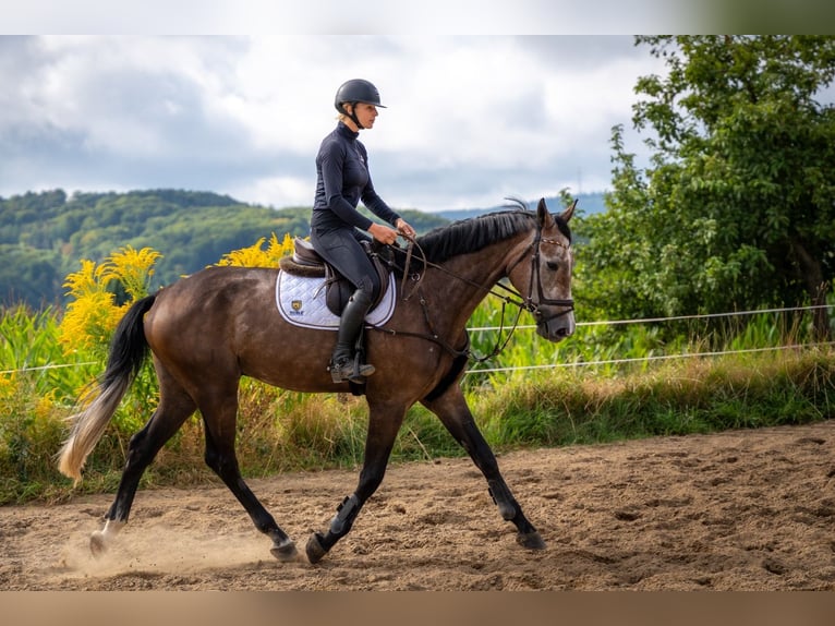 Hannoveraner Wallach 4 Jahre 177 cm Schimmel in Modautal