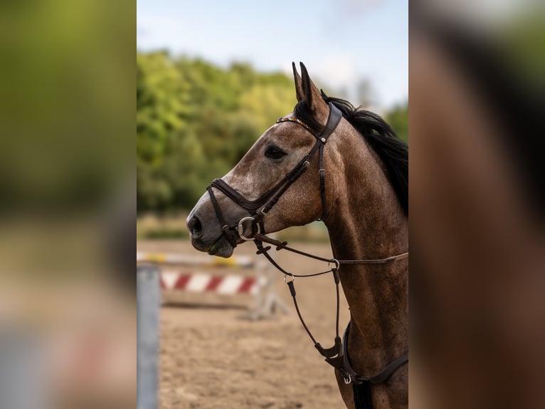 Hannoveraner Wallach 4 Jahre 177 cm Schimmel in Modautal