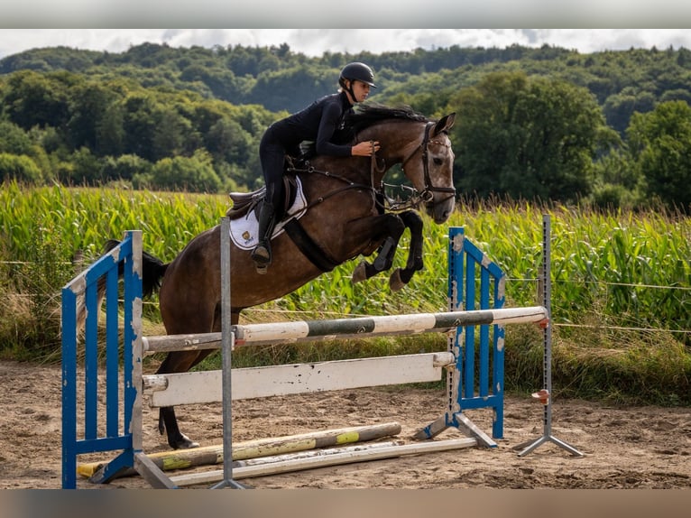 Hannoveraner Wallach 4 Jahre 177 cm Schimmel in Modautal