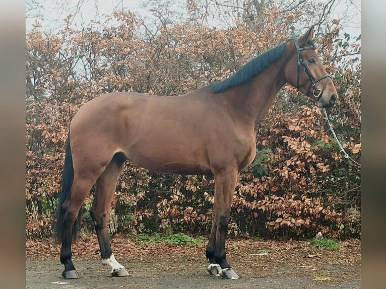 Hannoveraner Wallach 4 Jahre 178 cm Brauner in Someren