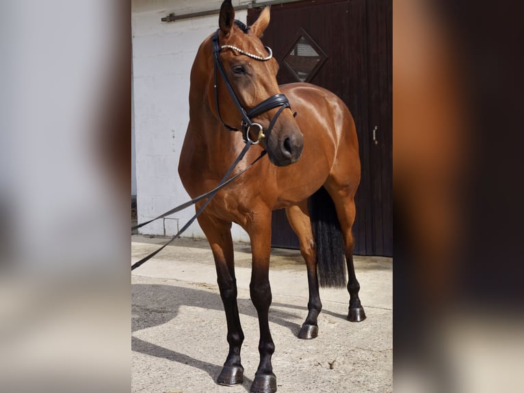 Hannoveraner Wallach 4 Jahre 178 cm Brauner in Welver