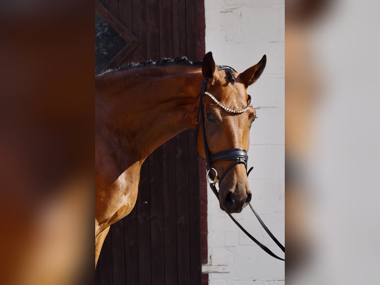 Hannoveraner Wallach 4 Jahre 178 cm Brauner in Welver
