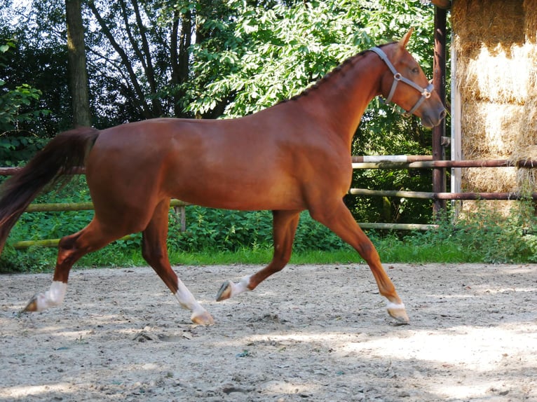 Hannoveraner Wallach 4 Jahre 178 cm in Dorsten