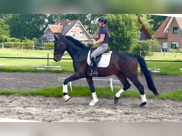 Hannoveraner Wallach 4 Jahre 178 cm Dunkelbrauner in Kirchlinteln