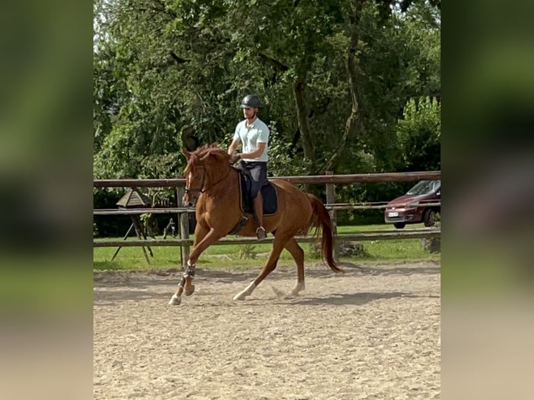 Hannoveraner Wallach 4 Jahre 178 cm Fuchs in Kevelaer