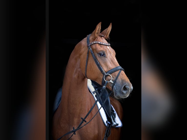 Hannoveraner Wallach 4 Jahre 178 cm Fuchs in Simmershofen
