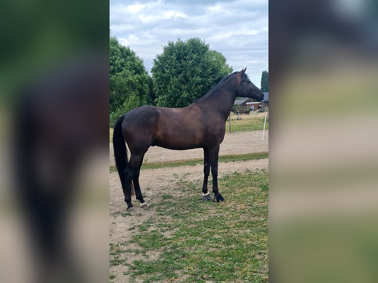 Hannoveraner Wallach 4 Jahre 178 cm Schwarzbrauner in Tespe