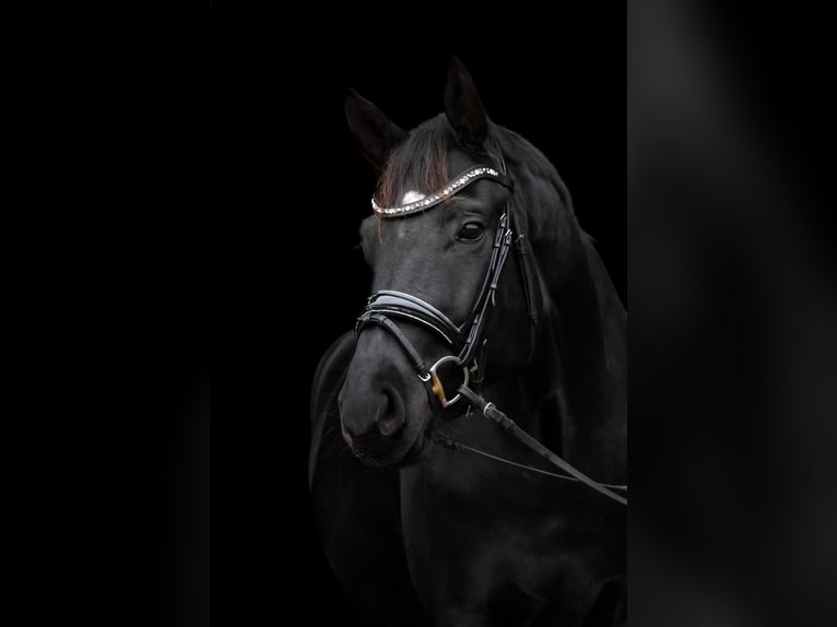 Hannoveraner Wallach 4 Jahre 178 cm Schwarzbrauner in Tespe
