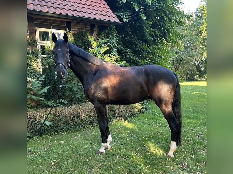 Hannoveraner Wallach 4 Jahre 180 cm Rappe in Celle