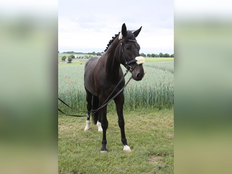 Hannoveraner Wallach 4 Jahre 180 cm Schwarzbrauner in Villmar