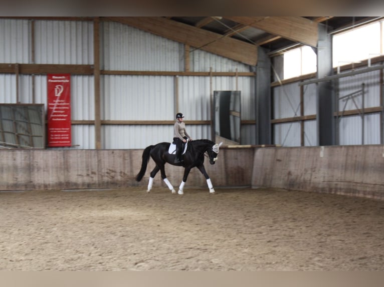 Hannoveraner Wallach 4 Jahre 180 cm Schwarzbrauner in Villmar