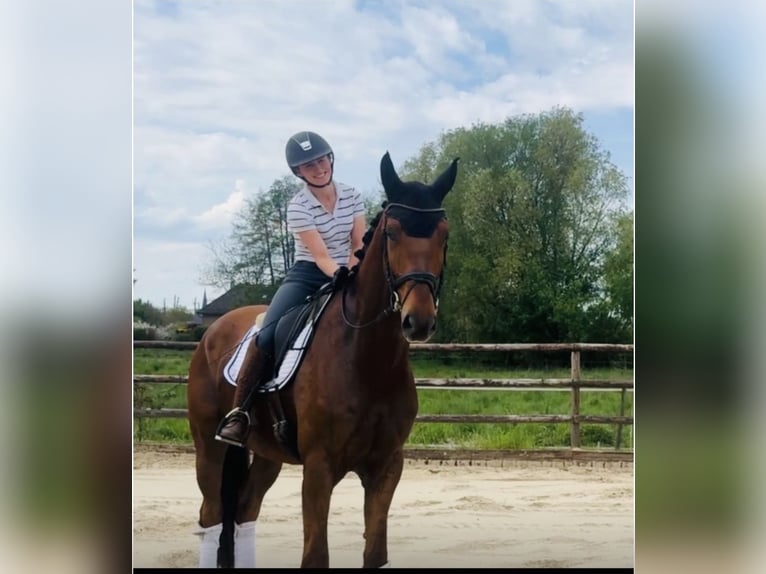 Hannoveraner Wallach 4 Jahre 181 cm Dunkelfuchs in Neuenkirchen
