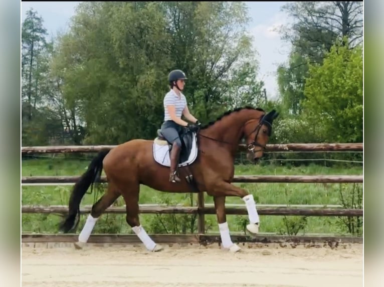 Hannoveraner Wallach 4 Jahre 181 cm Dunkelfuchs in Neuenkirchen
