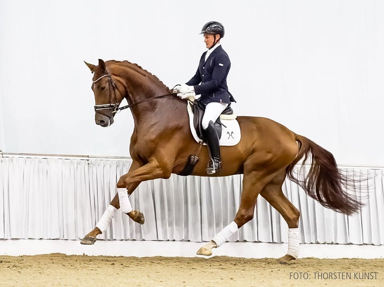 Hannoveraner Wallach 4 Jahre 181 cm Dunkelfuchs in Verden