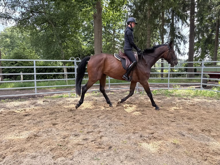 Hannoveraner Wallach 4 Jahre 182 cm Brauner in GnarrenburgGnarrenburg
