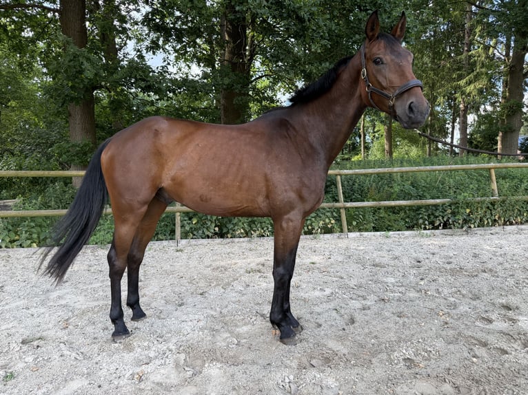 Hannoveraner Wallach 4 Jahre 182 cm Brauner in GnarrenburgGnarrenburg