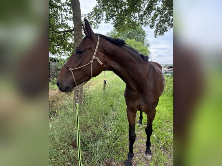 Hannoveraner Wallach 4 Jahre 182 cm Brauner in GnarrenburgGnarrenburg