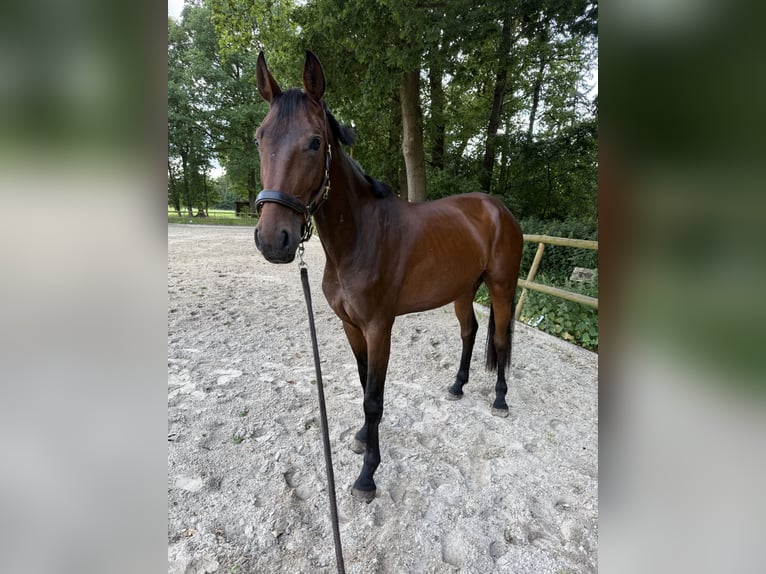 Hannoveraner Wallach 4 Jahre 182 cm Brauner in GnarrenburgGnarrenburg