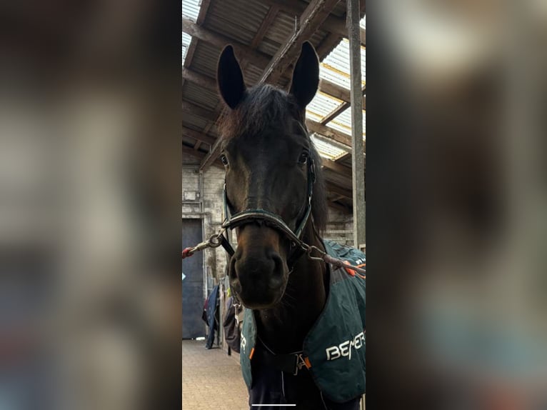 Hannoveraner Wallach 4 Jahre 182 cm Rappe in Achtrup